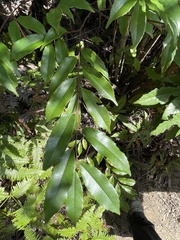 Prunus spinulosa