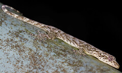 Gekko chinensis
