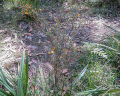 Pultenaea reflexifolia