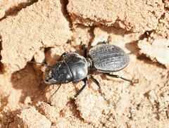 Philoscaphus tuberculatus