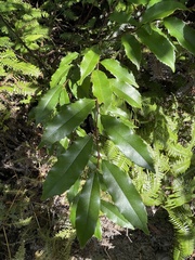 Prunus spinulosa