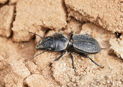 Philoscaphus tuberculatus