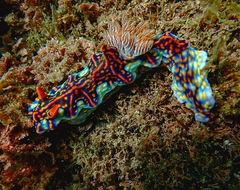 Miamira flavicostata