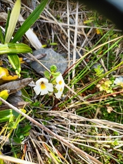 Euphrasia laingii