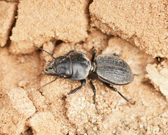 Philoscaphus tuberculatus