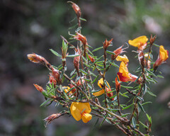 Pultenaea reflexifolia