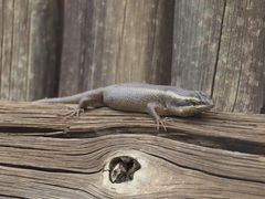 Trachylepis punctatissima