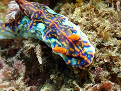 Miamira flavicostata