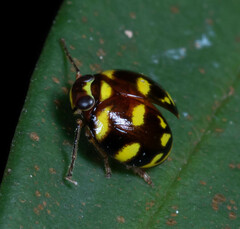 Hemisphaeriini
