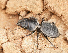 Philoscaphus tuberculatus