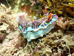 Miamira flavicostata