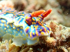 Miamira flavicostata