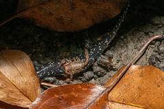 Aneides flavipunctatus