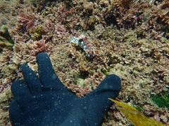 Miamira flavicostata