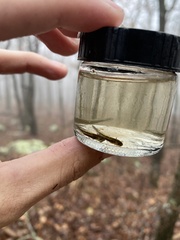Ambystoma annulatum