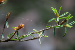 Pultenaea reflexifolia