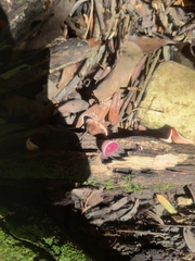 Phillipsia domingensis