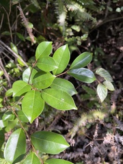 Glochidion rubrum