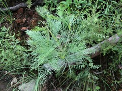 Grevillea dryandri