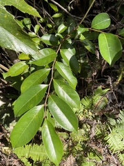 Glochidion rubrum