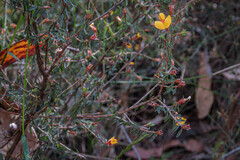 Pultenaea reflexifolia