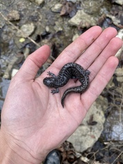 Ambystoma barbouri