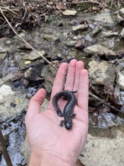 Ambystoma barbouri