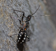 Trachylestes turneri