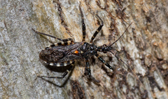 Trachylestes turneri