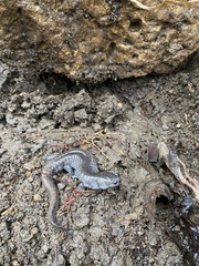 Ambystoma barbouri