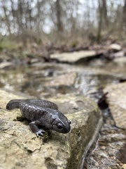 Ambystoma barbouri
