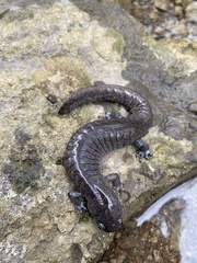 Ambystoma barbouri