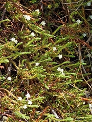 Kelleria dieffenbachii