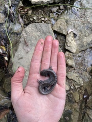 Ambystoma barbouri