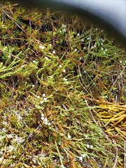 Kelleria dieffenbachii
