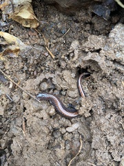 Plethodon serratus