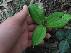 Trillium sessile