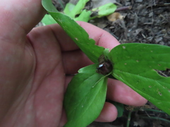Trillium sessile