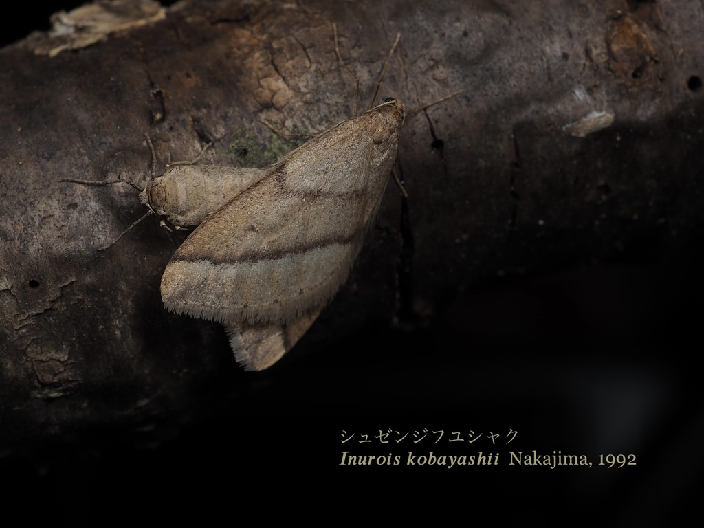 Inurois kobayashii