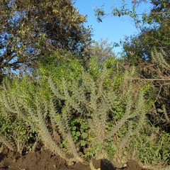 Austrocylindropuntia subulata