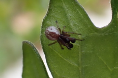 Argyrodes antipodianus