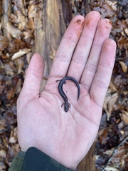 Plethodon serratus