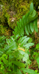 Herpetogramma sphingealis