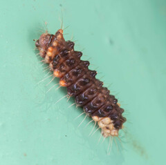 Trypanophora semihyalina