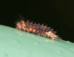 Trypanophora semihyalina