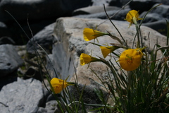 Narcissus bulbocodium