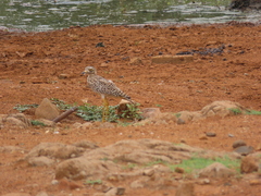 Burhinus capensis capensis
