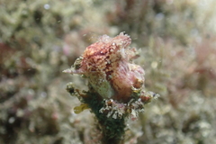 Pyura
