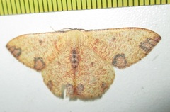 Celidomphax rubrimaculata