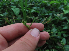 Carex blanda